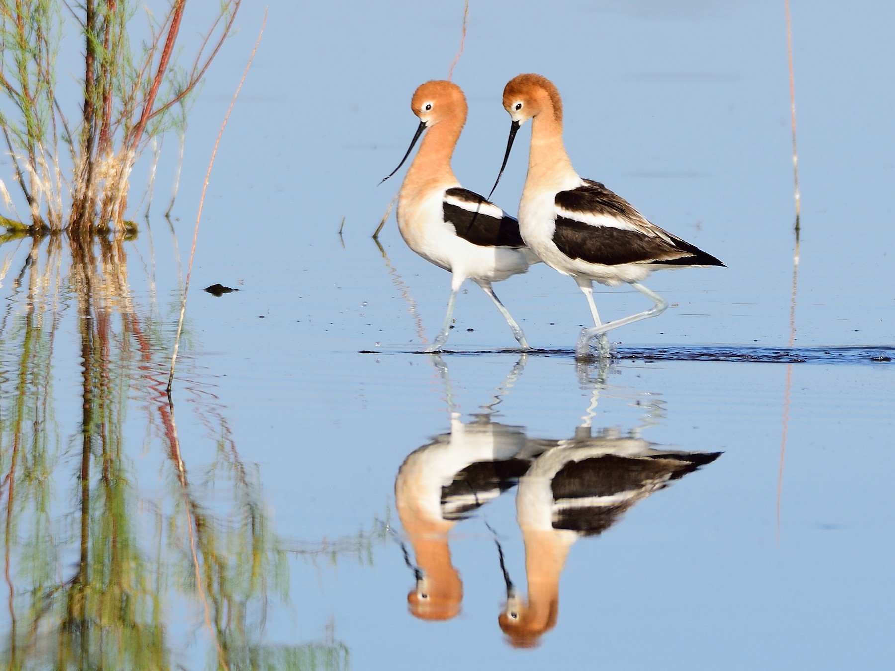 American Avocet - Ad Konings