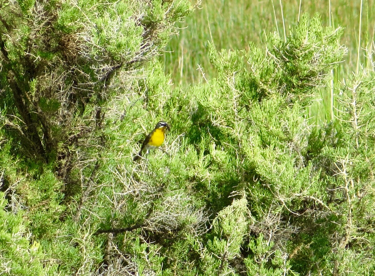 Yellow-breasted Chat - Adam Dudley