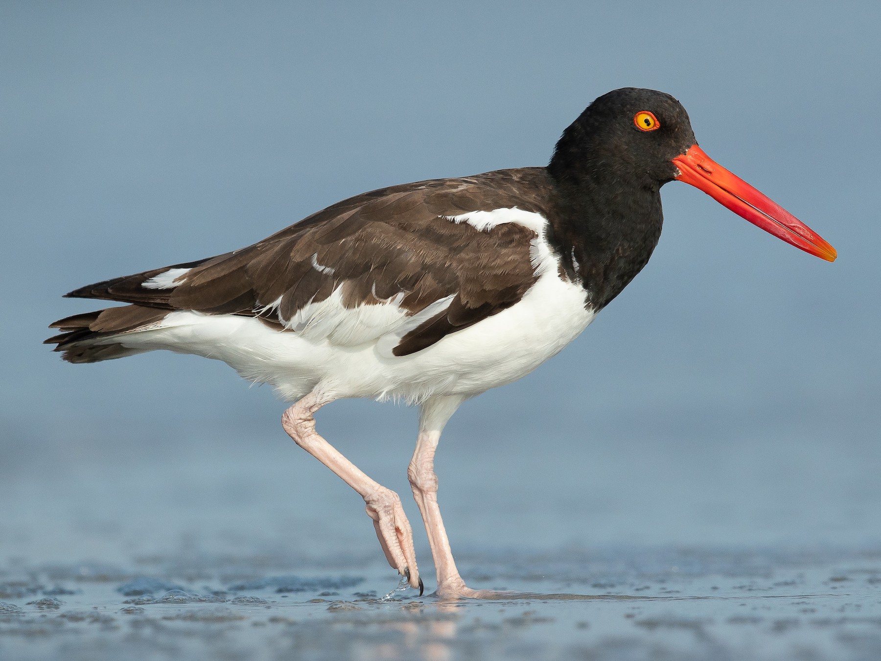 American Oystercatcher - Dorian Anderson