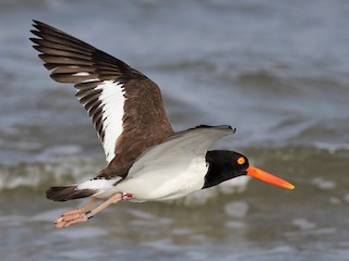  - American Oystercatcher