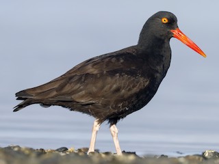  - Black Oystercatcher