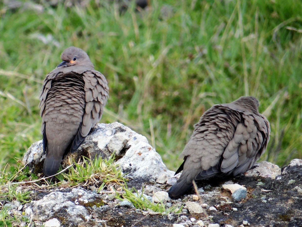 Black-winged Ground Dove - ML297922351