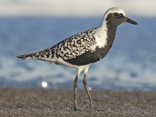 繁殖期雄鳥 - Matt Davis - ML297925101