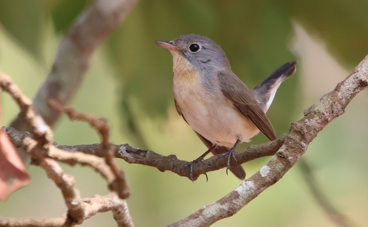 Red-breasted Flycatcher - ML297925731