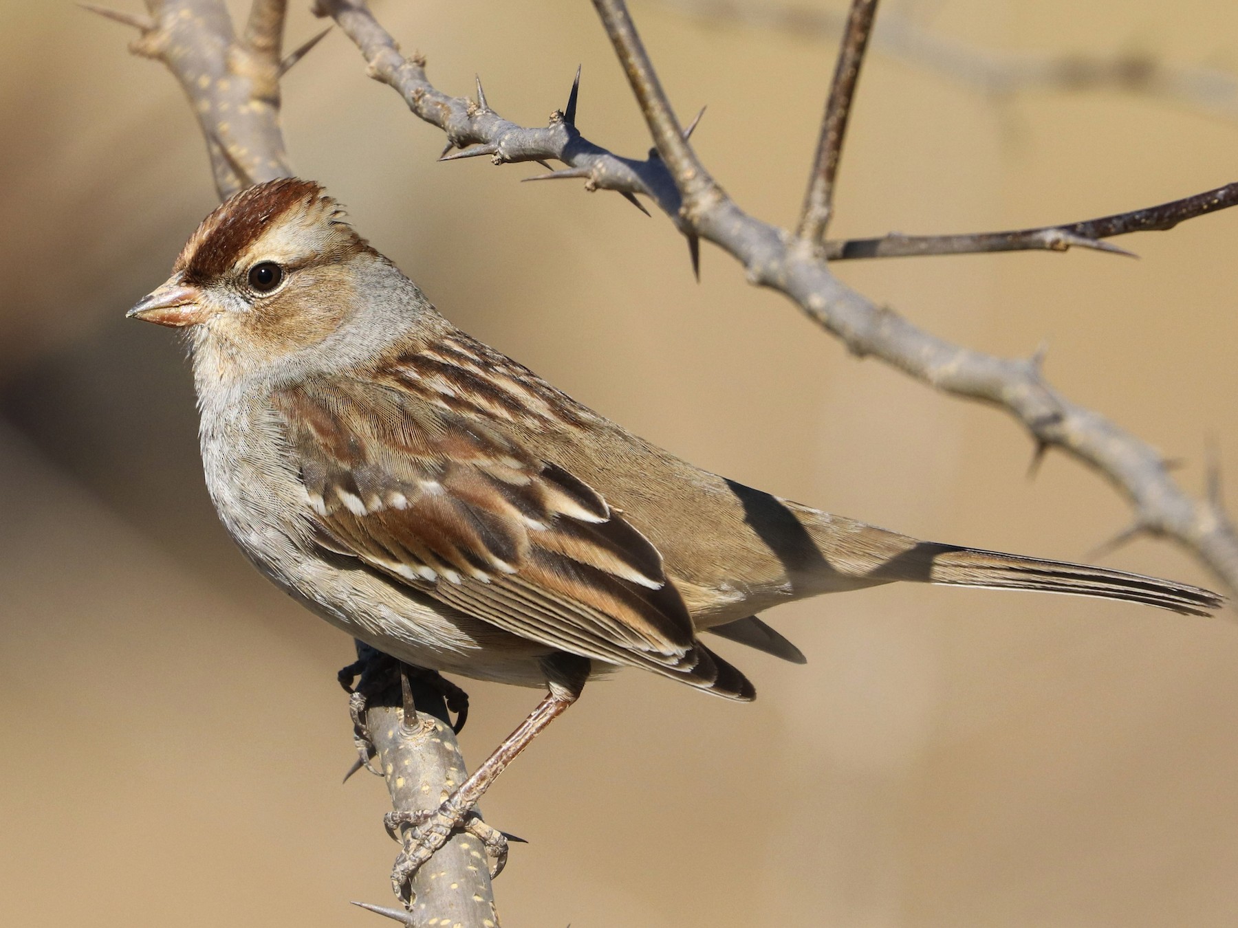 White-crowned Sparrow - Drew Chaney