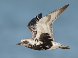 นกเต็มวัยในฤดูผสมพันธุ์ - Dorian Anderson - ML297930201