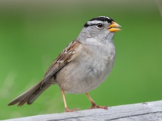 Adulte (Yellow-billed) - Mason Maron - ML297930781