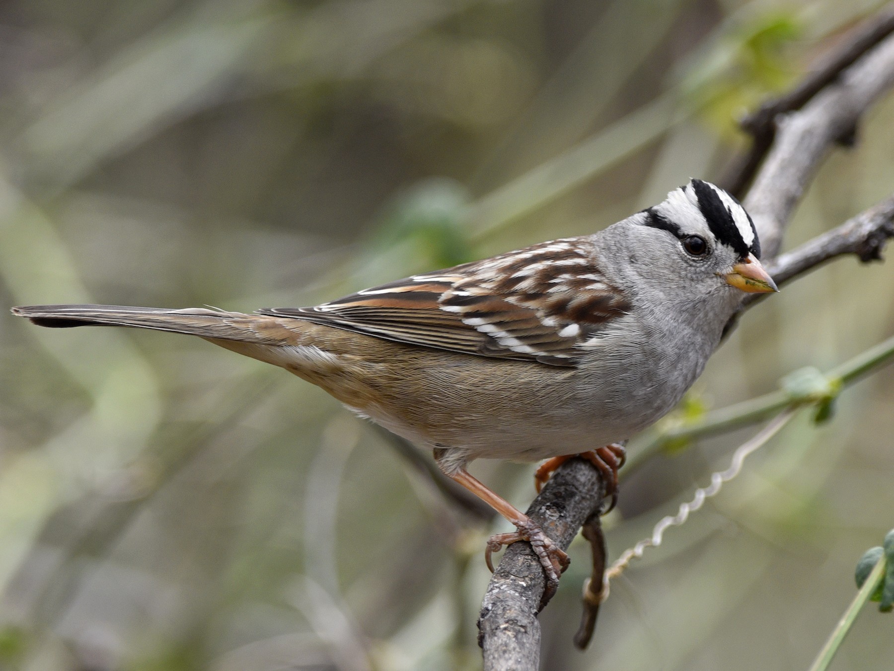 White-crowned Sparrow - Daniel Irons