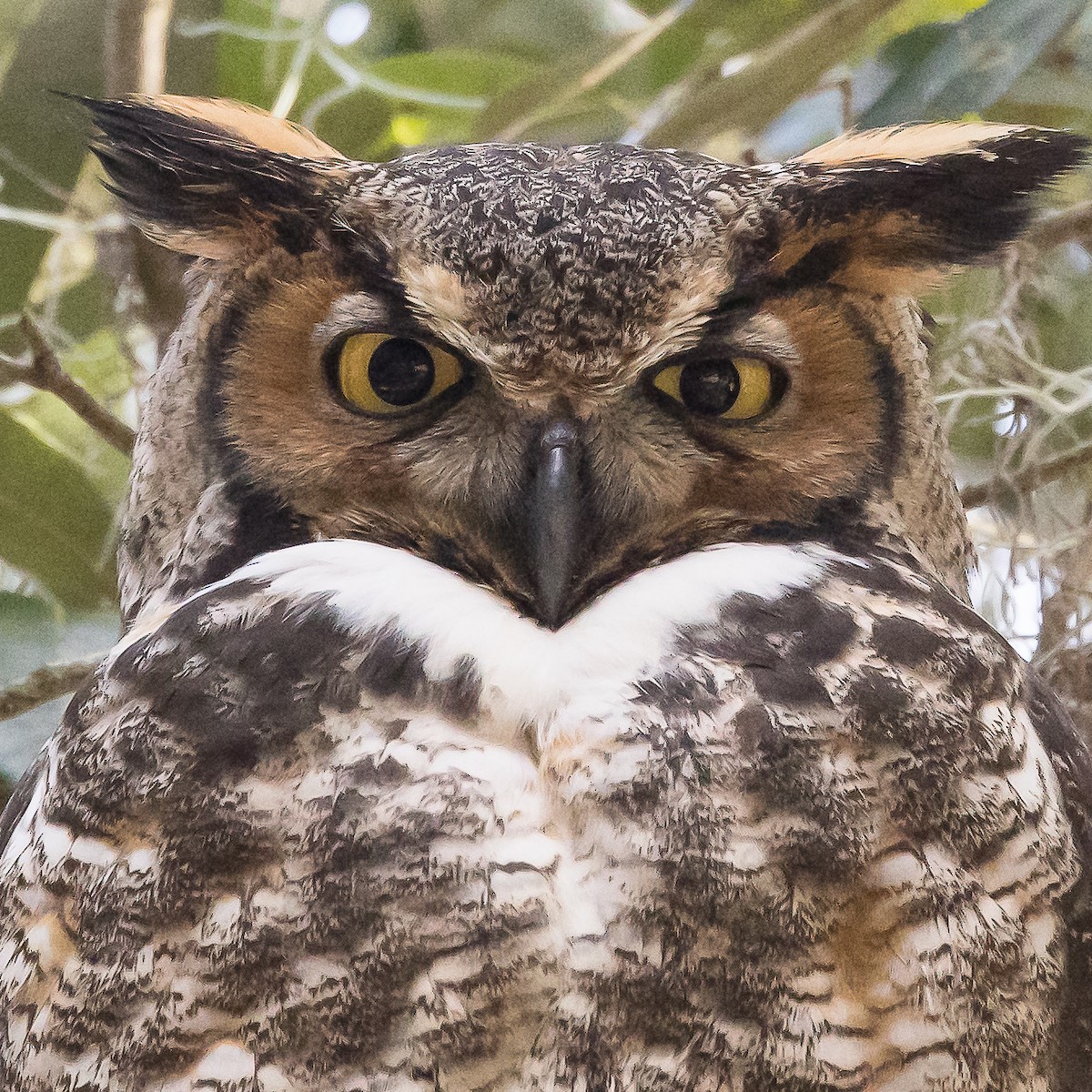 Great Horned Owl - ML297932981