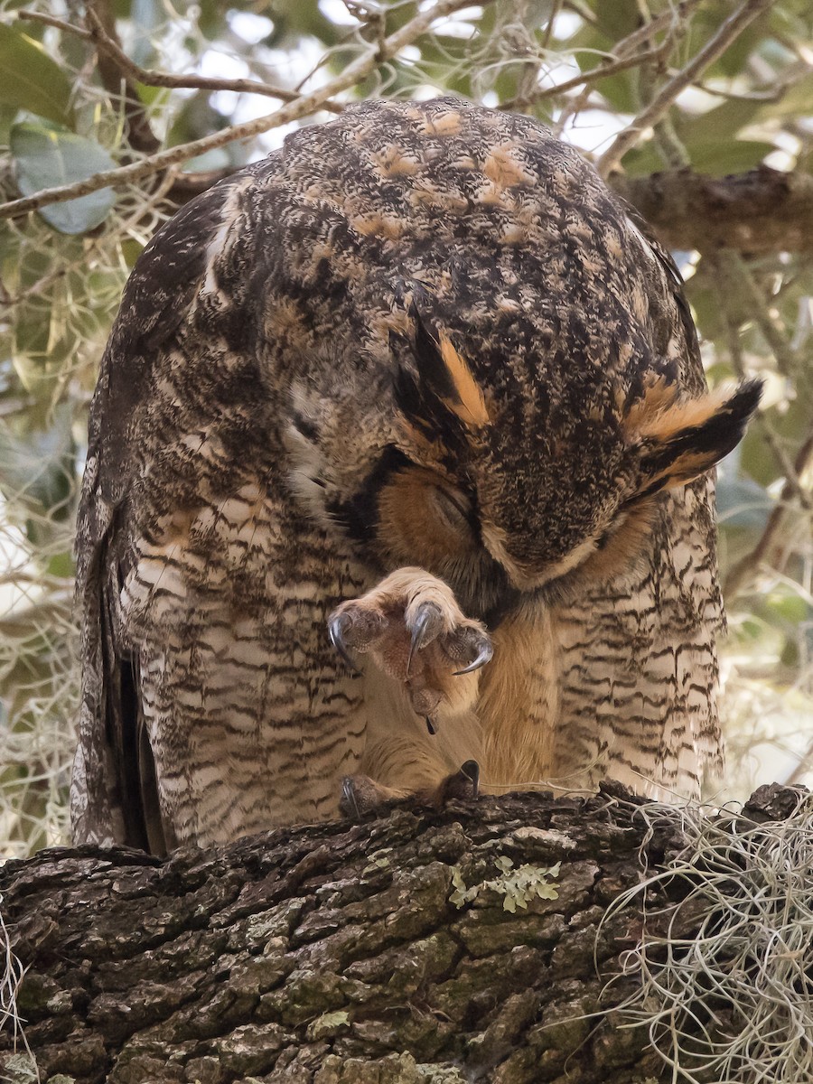 Great Horned Owl - ML297933031