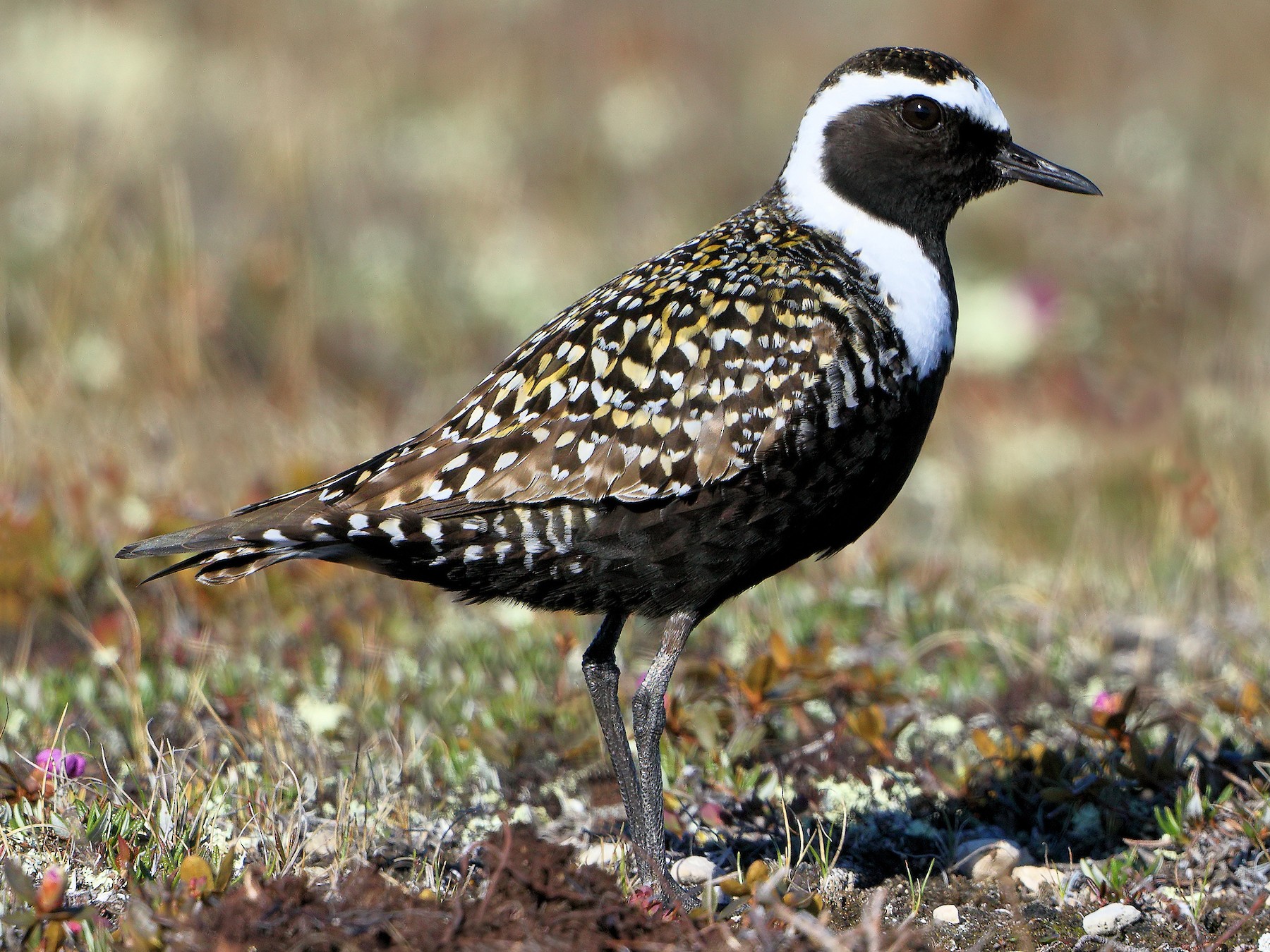 American GoldenPlover eBird