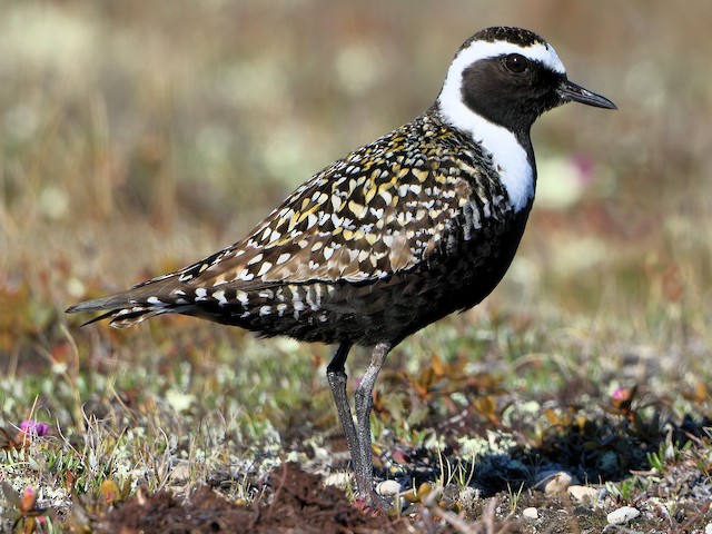 Breeding male - American Golden-Plover - 