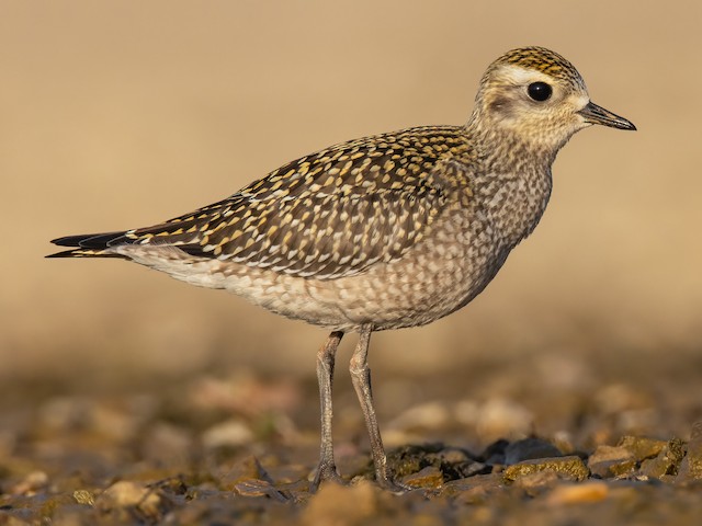 Juvenile - American Golden-Plover - 