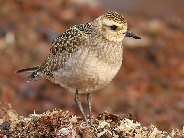 Juvenile - American Golden-Plover - 