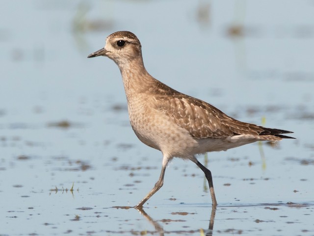 Nonbreeding adult - American Golden-Plover - 