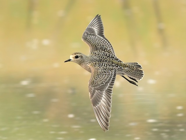 Juvenile - American Golden-Plover - 