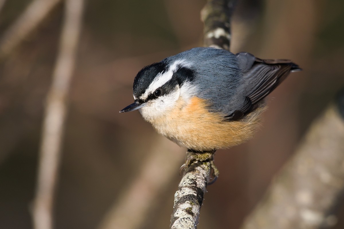 Red-breasted Nuthatch - ML297942711