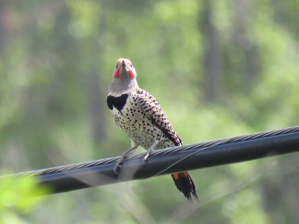 Northern Flicker (Red-shafted) - ML29794371