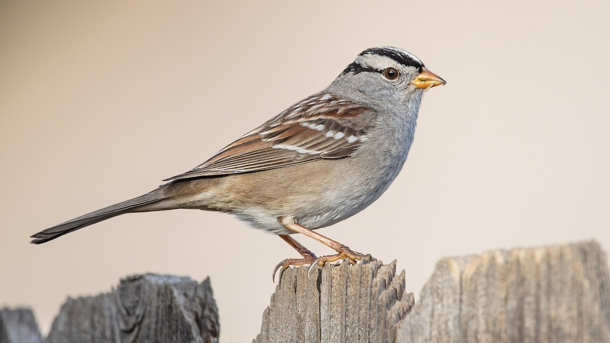 White-crowned Sparrow - ML297944031