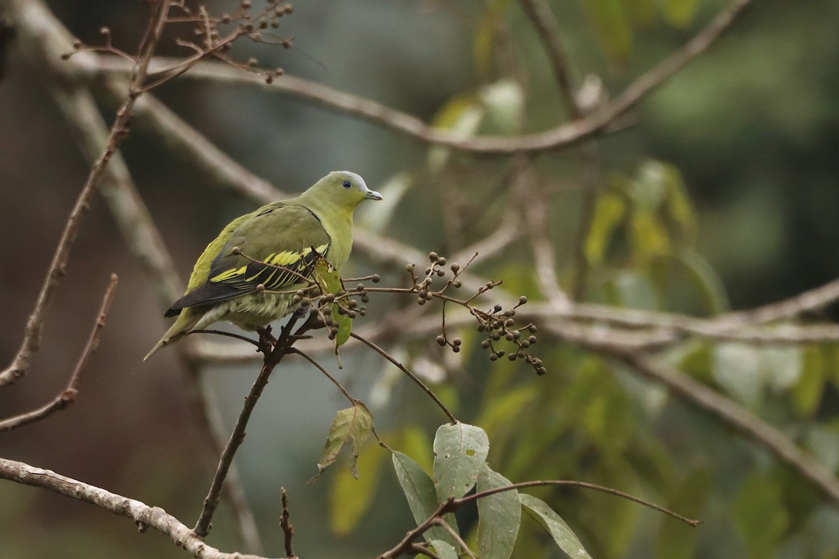 Gray-fronted Green-Pigeon - ML297945261