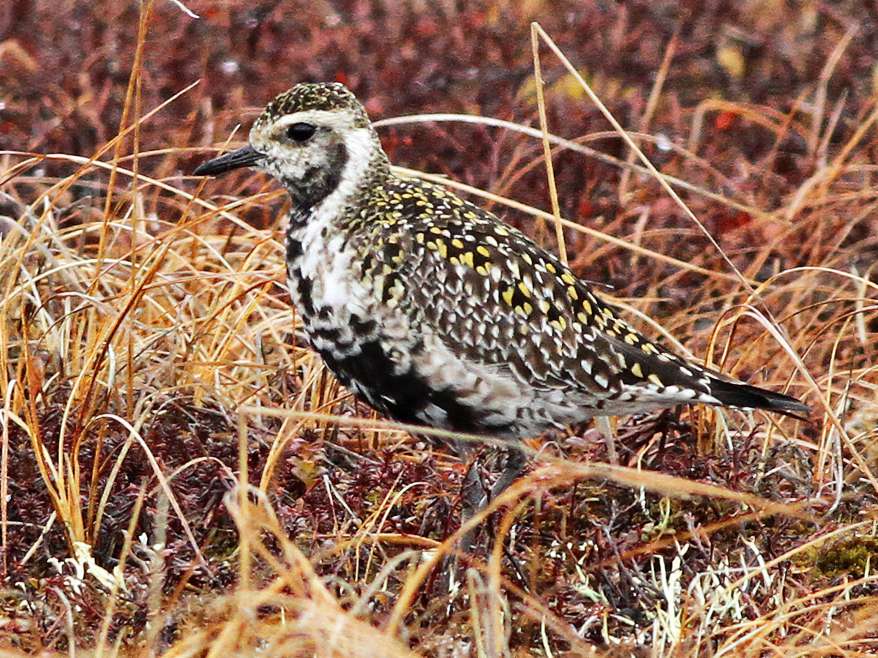 Pacific Golden-Plover - Ian Davies