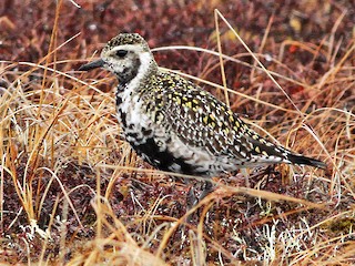 นกเพศเมียชุดขนฤดูผสมพันธุ์ - Ian Davies - ML297945371