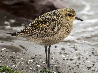 - Pacific Golden-Plover