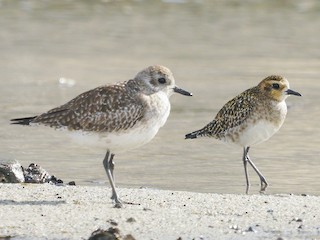  - Pacific Golden-Plover