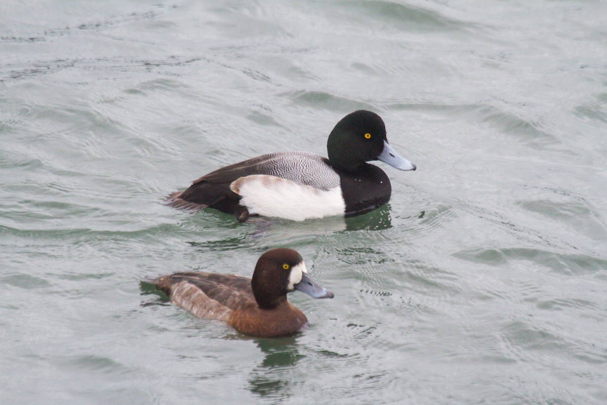 Greater Scaup - ML297950751