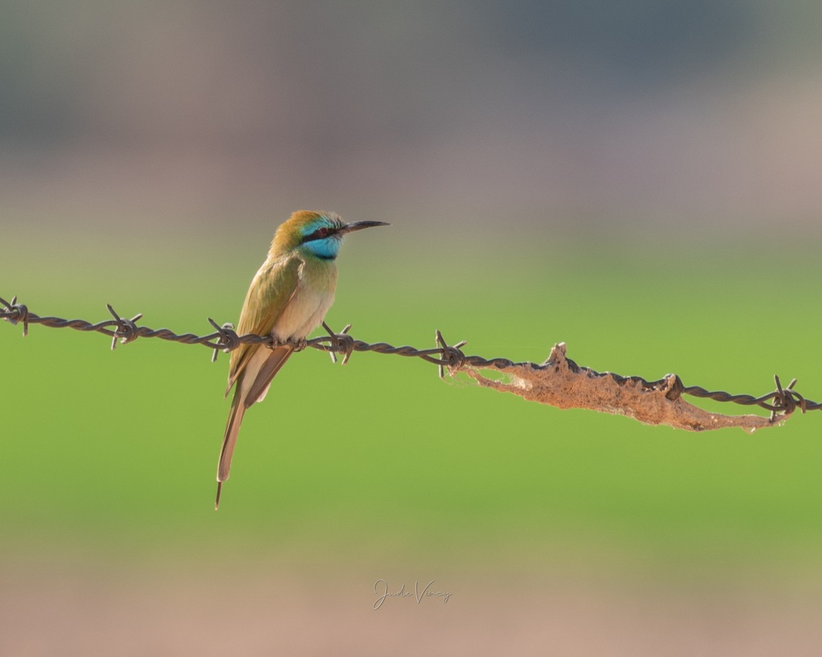 Arabian Green Bee-eater - ML297951121