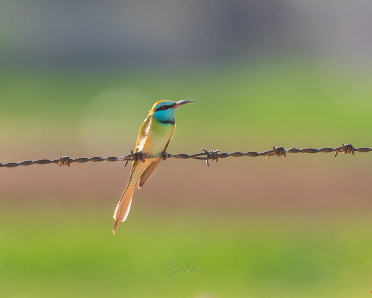 Arabian Green Bee-eater - ML297951141
