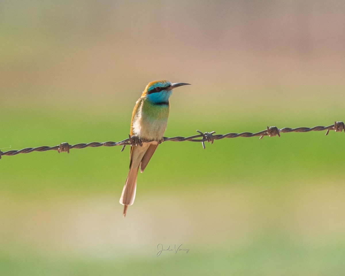 Arabian Green Bee-eater - ML297951181