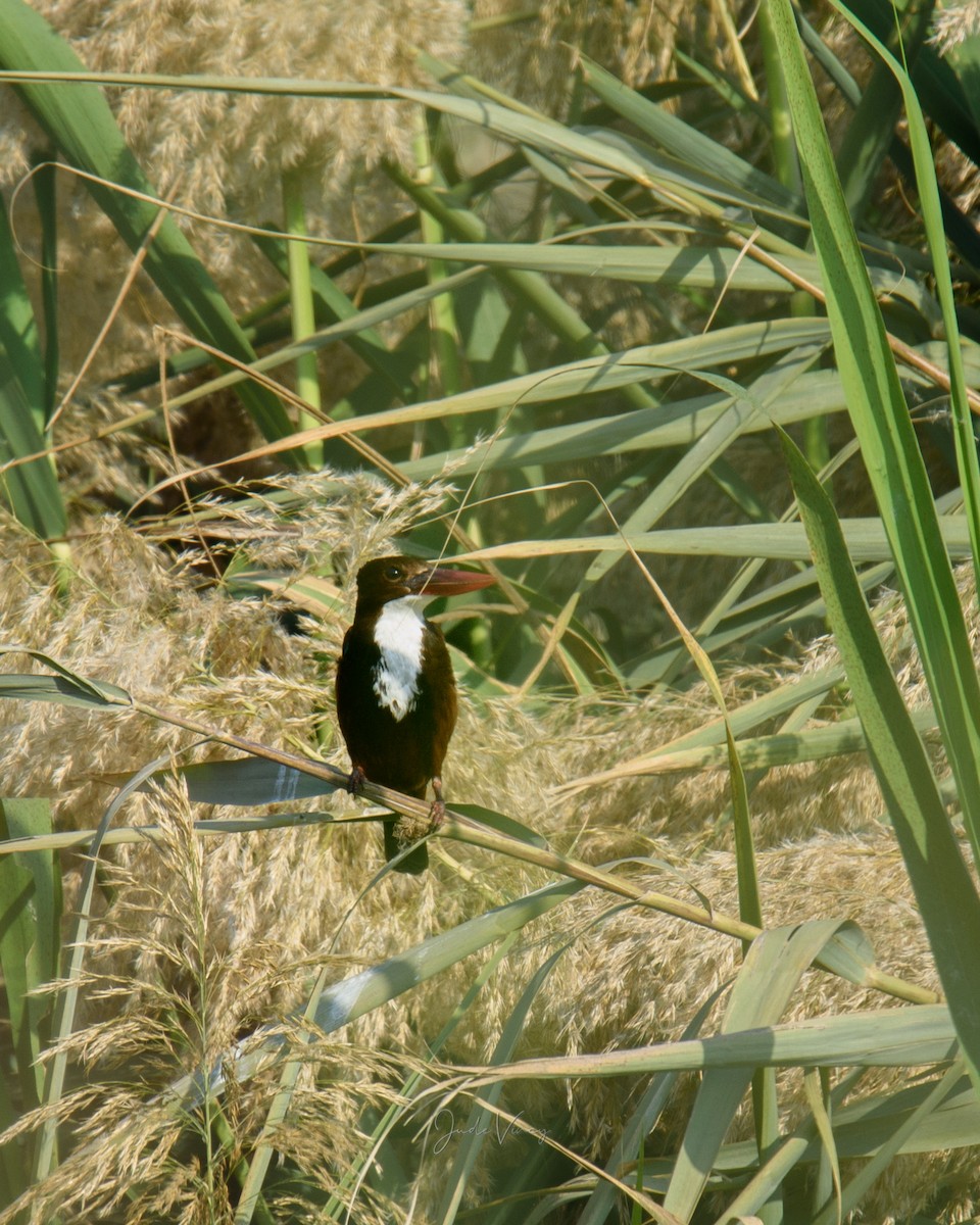White-throated Kingfisher - ML297951191