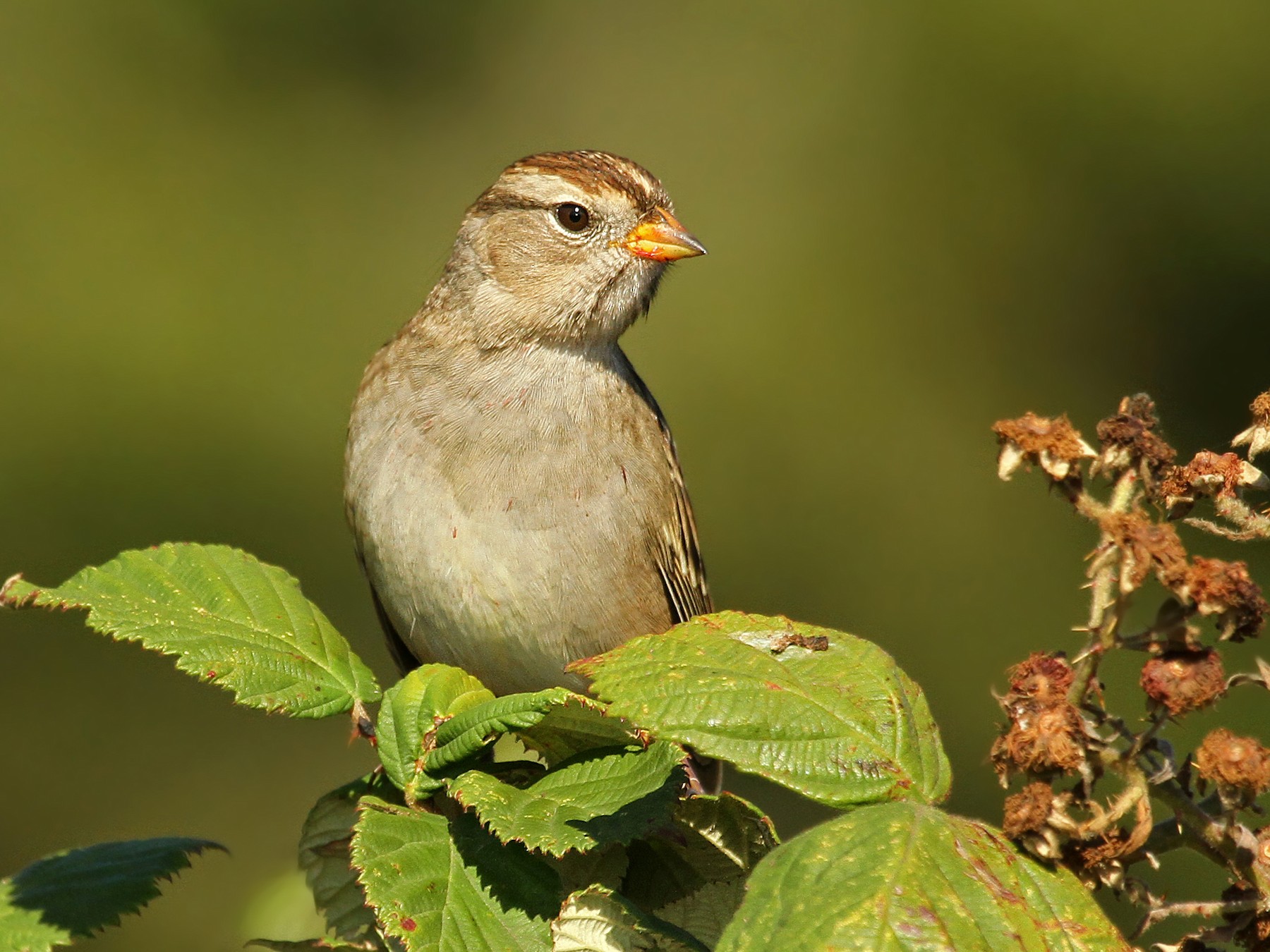 White-crowned Sparrow - Ryan Schain