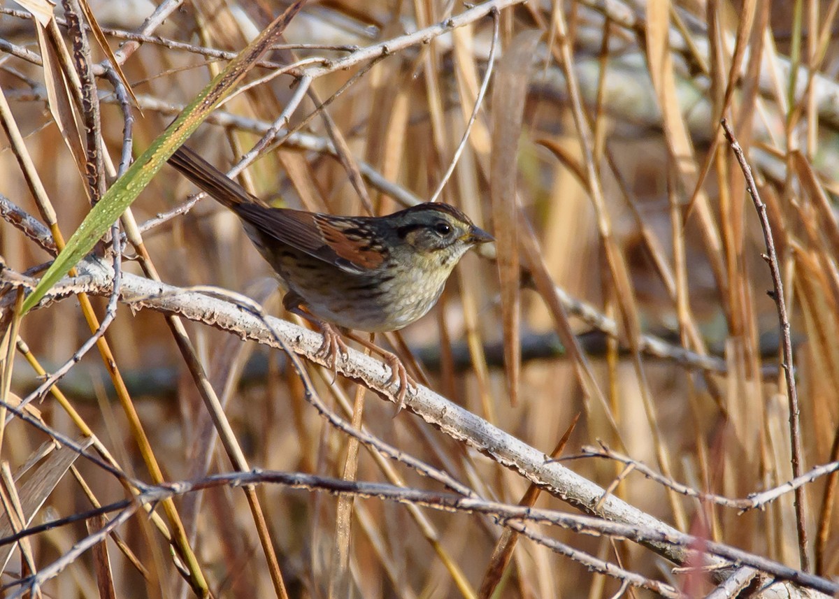 Swamp Sparrow - ML297958161