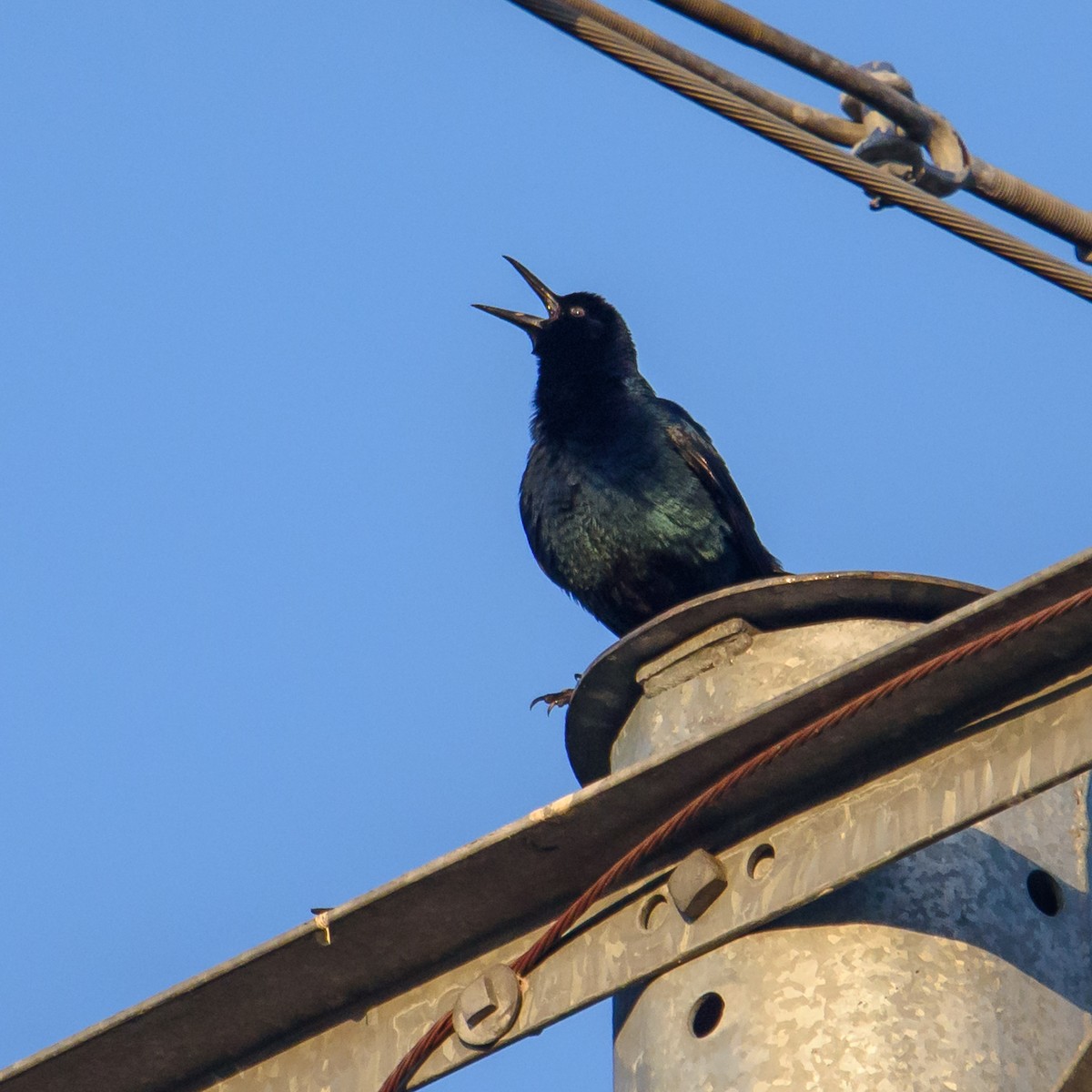 Boat-tailed Grackle - ML297958251