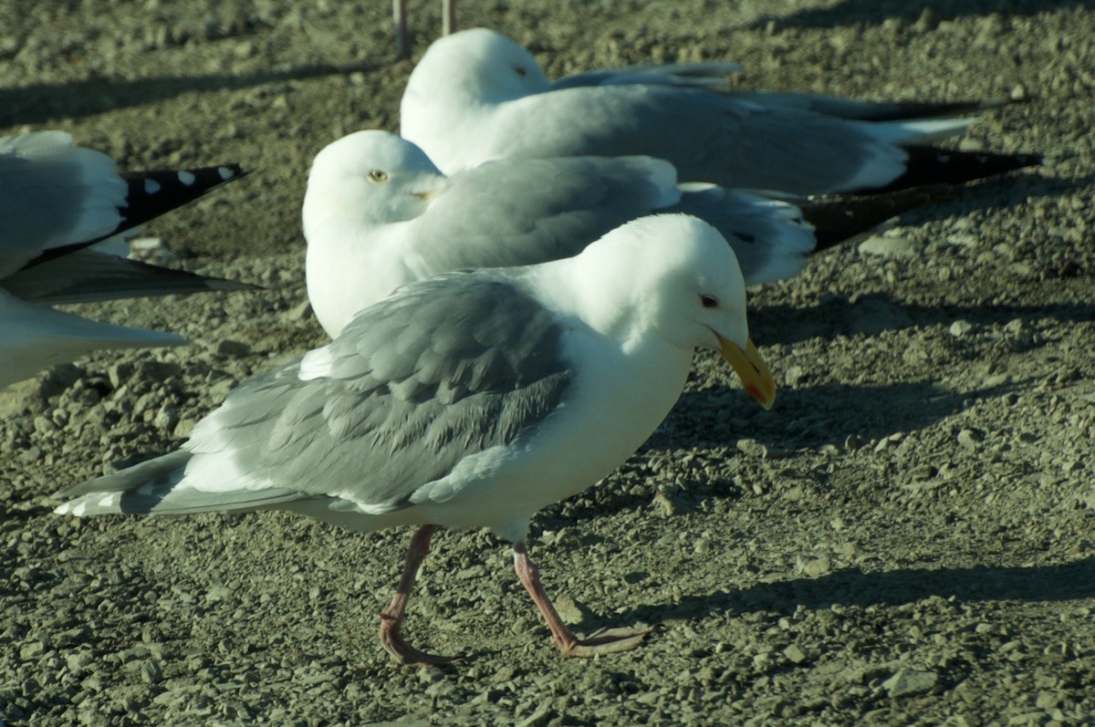 Glaucous-winged Gull - Reid Hildebrandt