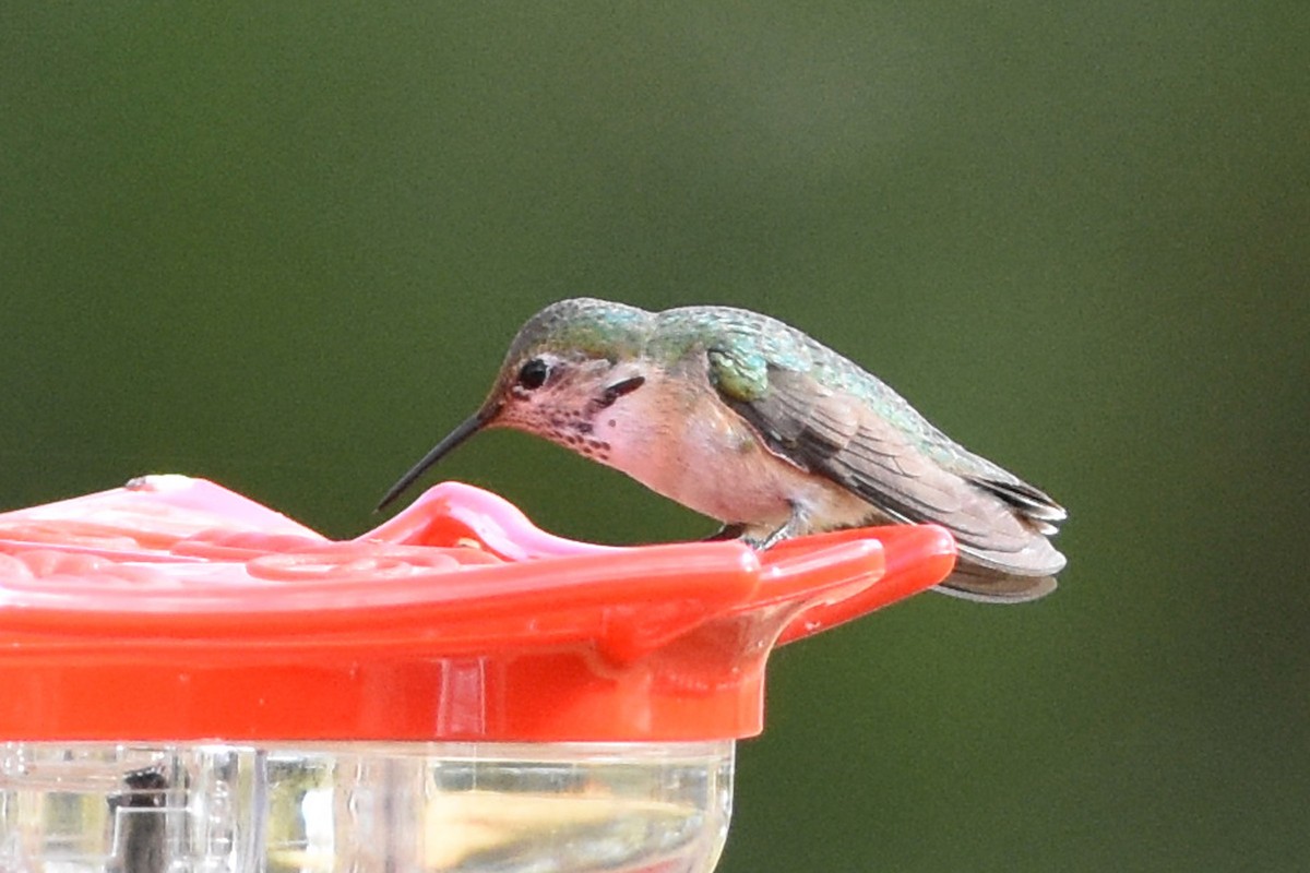 Calliope Hummingbird - ML297958641