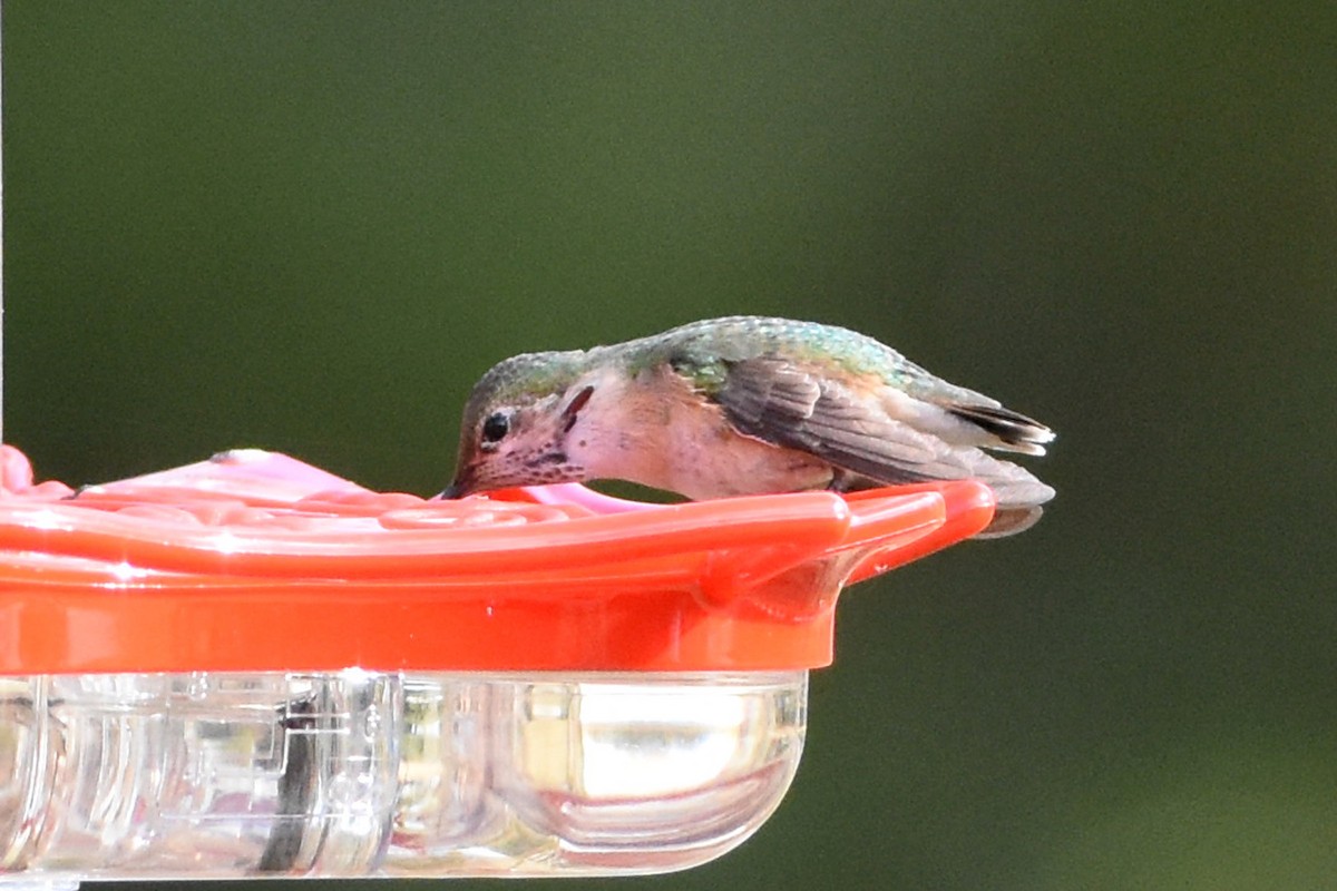 Calliope Hummingbird - ML297958661