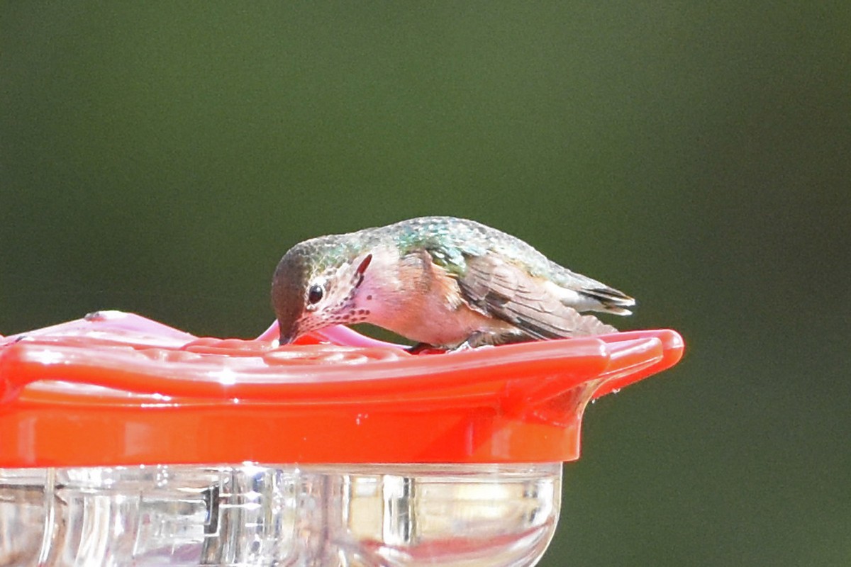 Calliope Hummingbird - Robert Dobbs