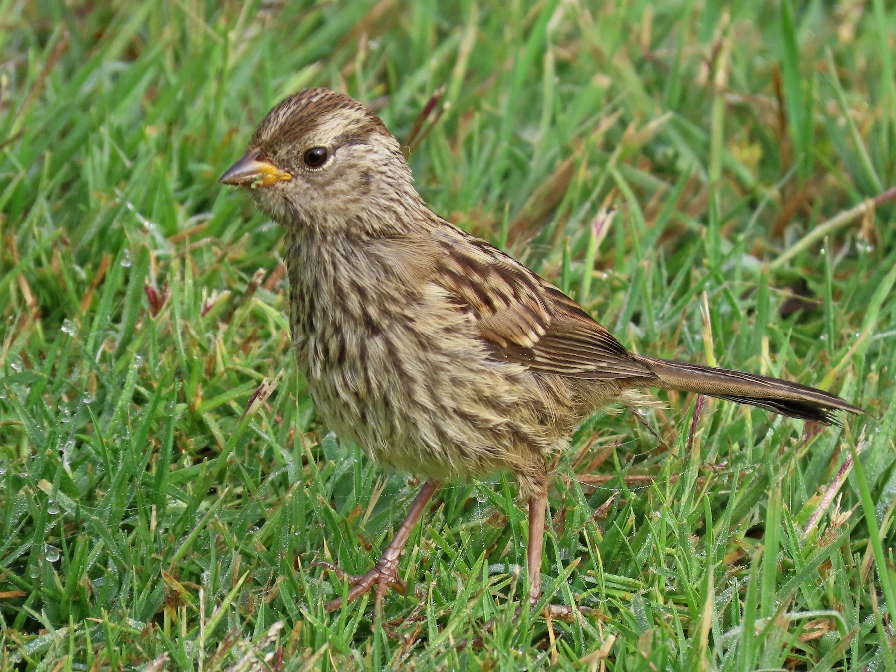 White-crowned Sparrow Identification, All About Birds, Cornell Lab