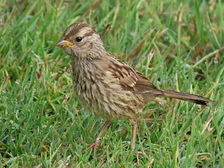  - White-crowned Sparrow (nuttalli)