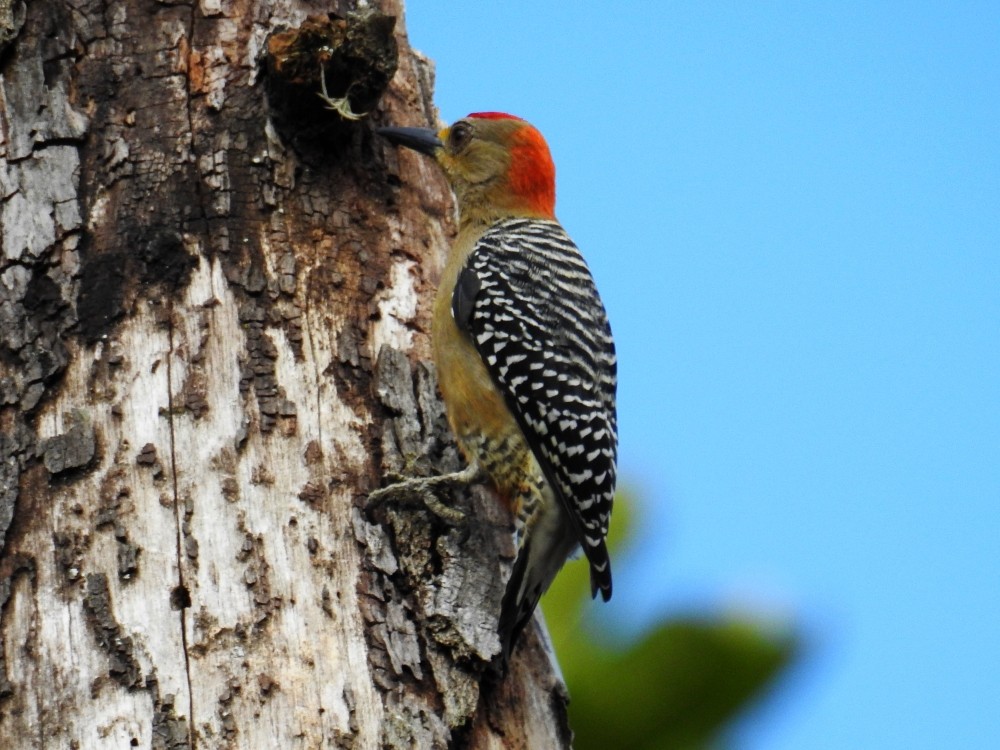 Red-crowned Woodpecker - ML297958771