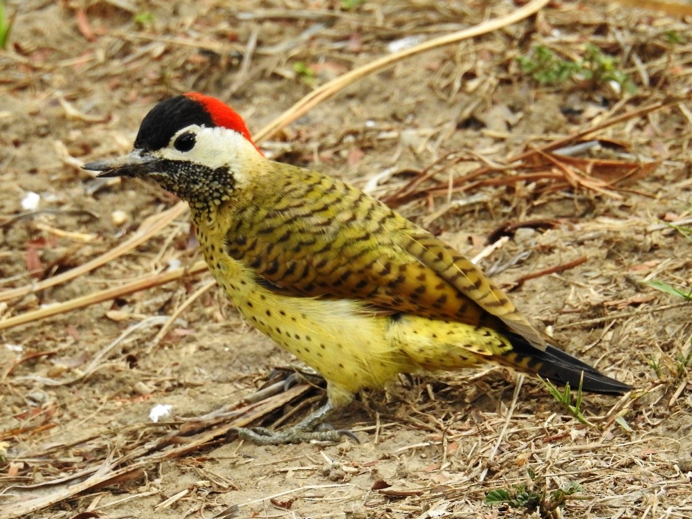 Spot-breasted Woodpecker - Fernando Nunes