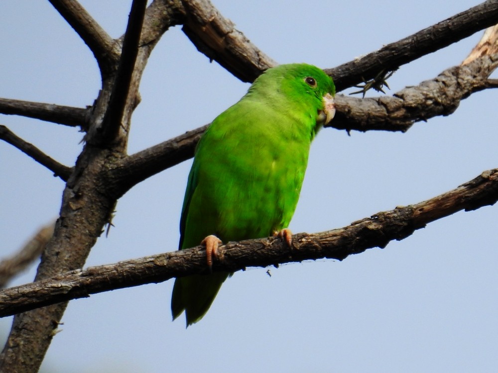 Green-rumped Parrotlet - Fernando Nunes
