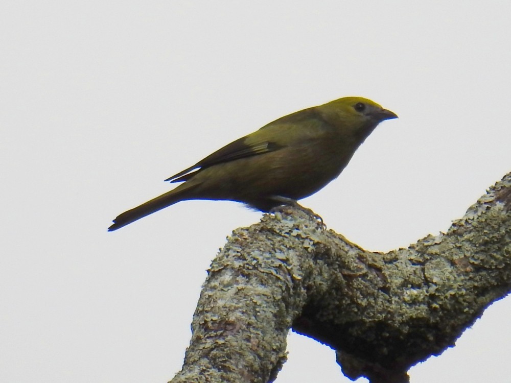 Palm Tanager - ML297959831