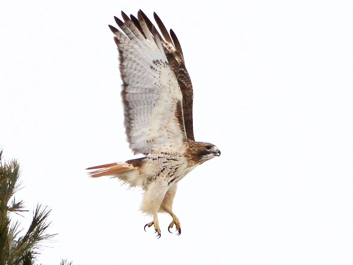 Red-tailed Hawk - ML297960331