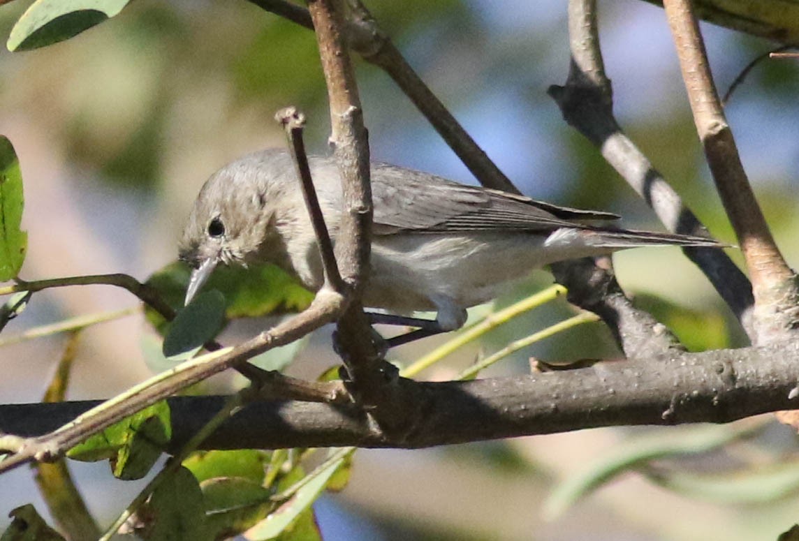 Lucy's Warbler - ML297962021
