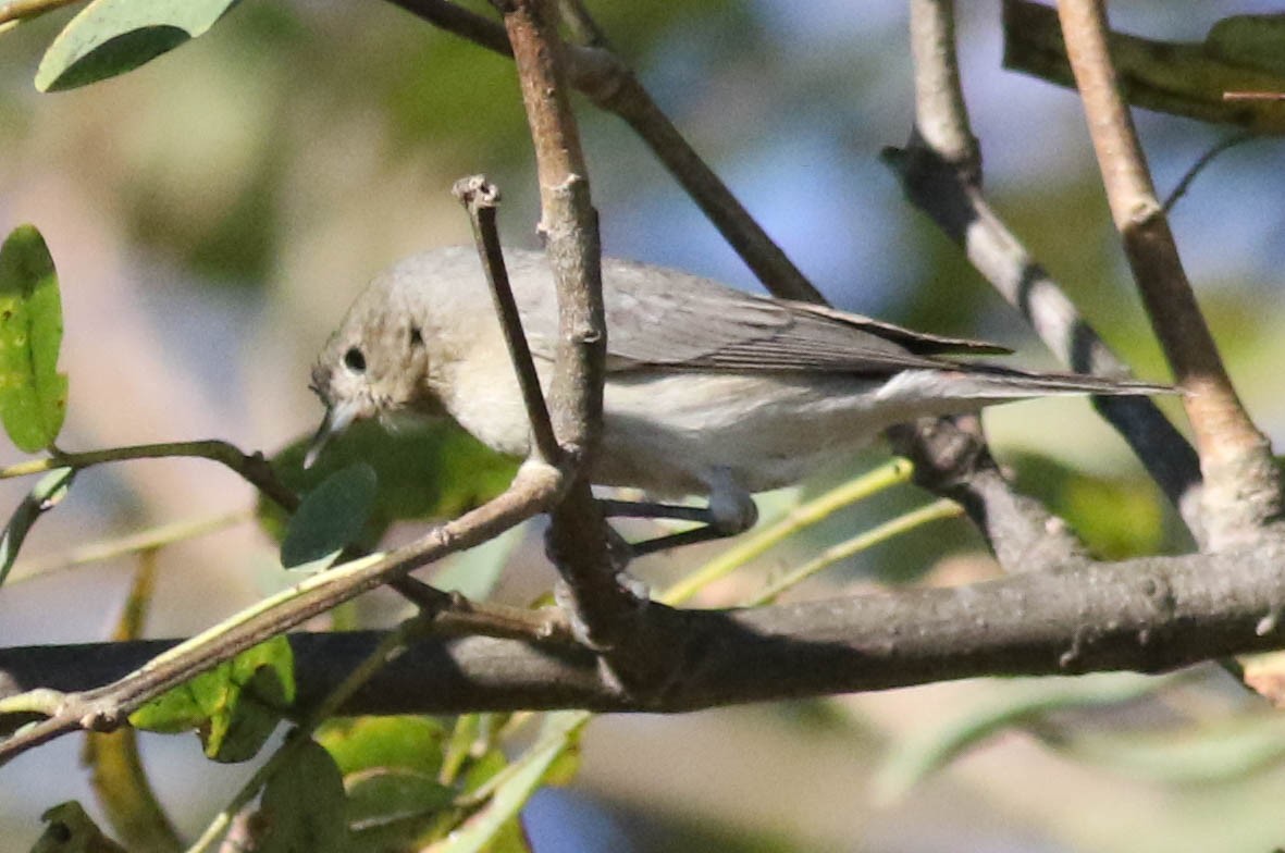 Lucy's Warbler - ML297962031