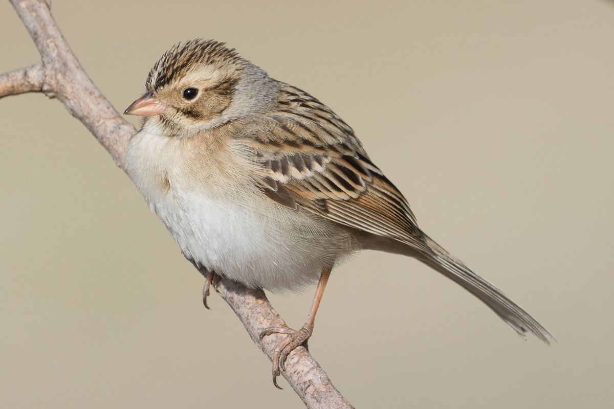 Clay-colored Sparrow - ML297962151